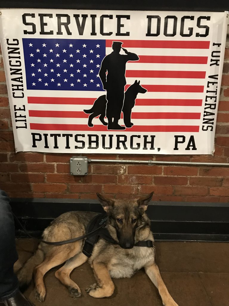 Service Dogs for Veterans