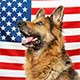 Life Changing Service Dogs For Veterans